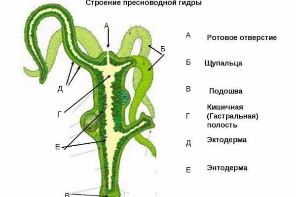 Ссылка омг телеграф